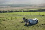 PICTURES/Ring of Kerry - Cahergall, Ballycarbery Castle & Kerry Cliff/t_DSC00370.JPG